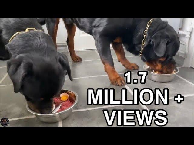 Feeding Our Rottweilers RAW Diet - Part 1