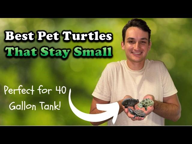 The Best Small Pet Turtles That Can Live in a 40 Gallon Tank