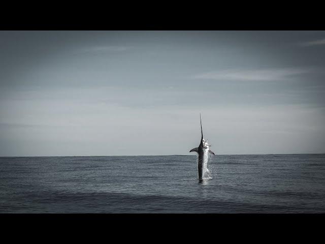 Sword fishing in NZ