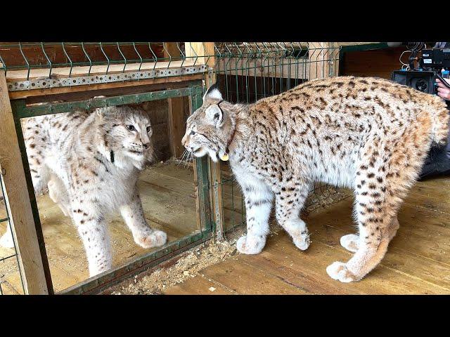 LYNX SAW THE LYNX FOR THE FIRST TIME / Simba meets the bride