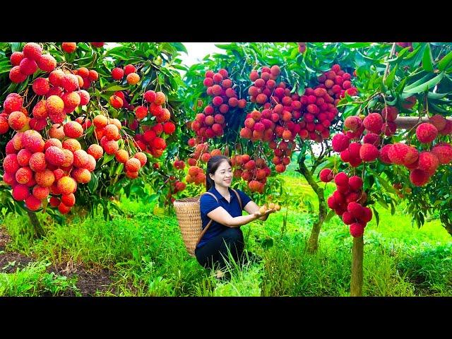 Harvesting Lychee & Goes To Market Sell | Gardening And Cooking | Lý Tiểu Vân