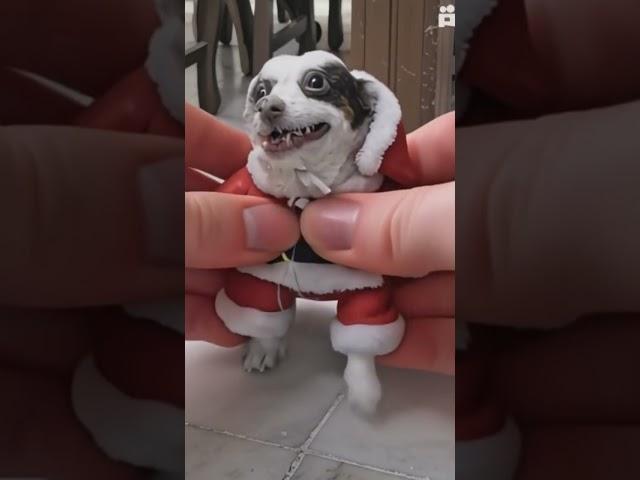 Perro de gua de plastilina #perrito #perrodeagua #puppy