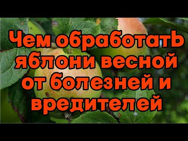 Чем обработать яблони весной от болезней и вредителей