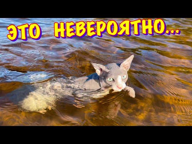 Кот Миллион ПЛАВАЕТ В ОЗЕРЕ  Съёмка под водой Кота