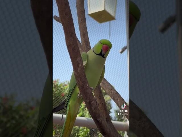 Animal’s world