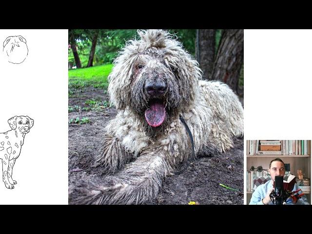 Komondor aka the Hungarian sheepdog  Pros and Cons, Price, How to choose, Facts, Care, Histor