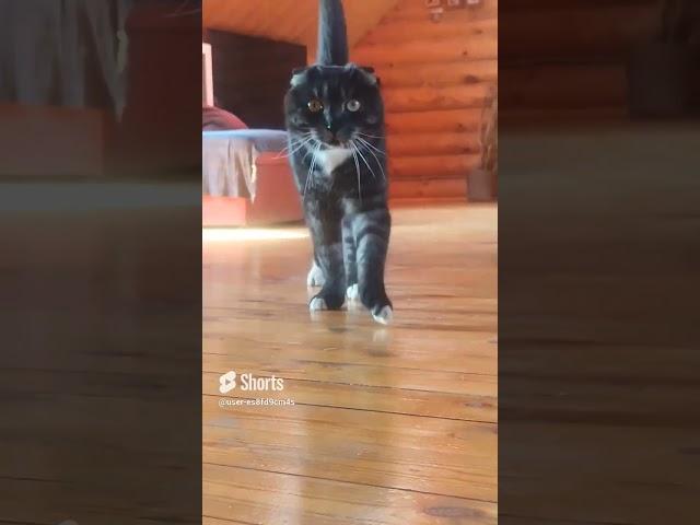 #кот #кошки #коты #котобормот