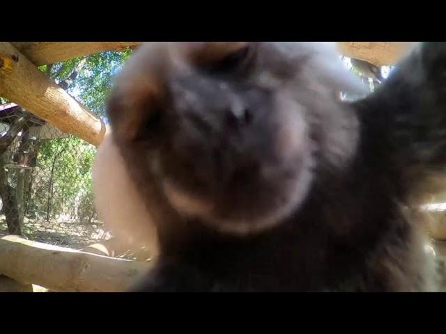 Monkey kissing camera