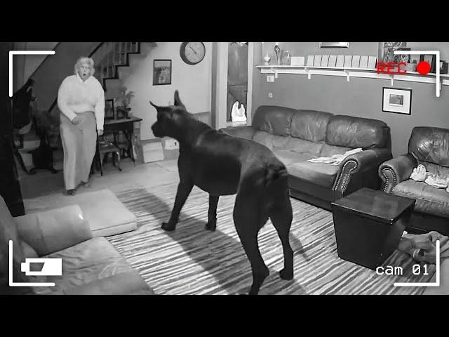 105 Incredible Moments Caught on CCTV Camera | Best of 2024