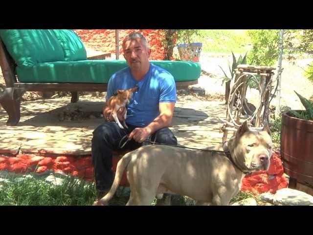 Cesar Saves a Pit Bull Named Sonic