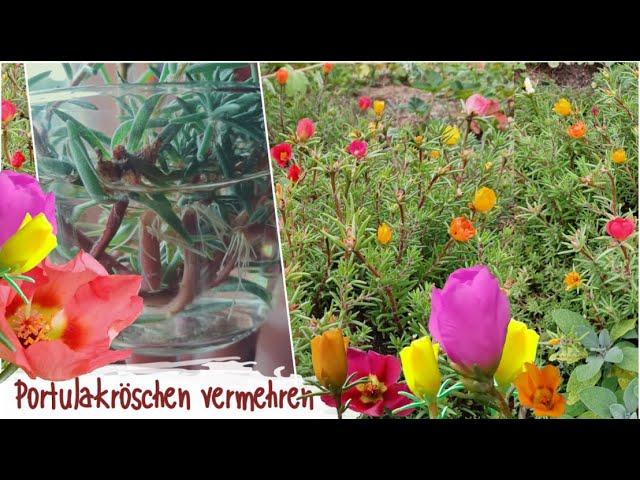 Stecklingsvermehrung und Aufbewahren von Saatgut | Portulakröschen | Portulaca grandiflora