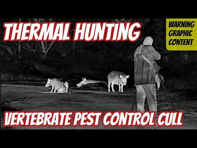 Thermal Hunting || Shooting Pest Control Cull || Thermion 2 LRF XL50 || 308Win WT25 Rifle