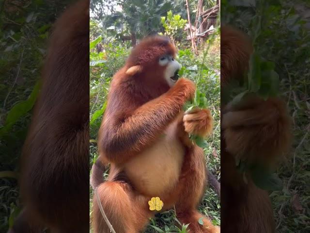 The golden snub nosed monkey looks so cute and good looking not popular #golden snub nosed monkey #c