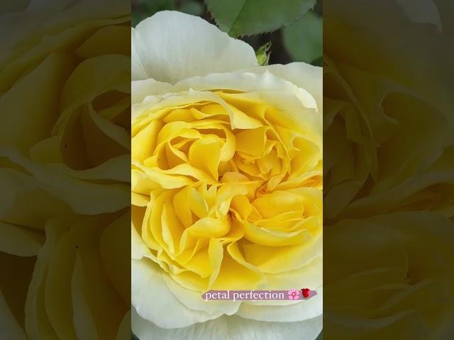 petal perfection…  #englishgarden #garden #rose #flowers #spring #rosengarten #gardening