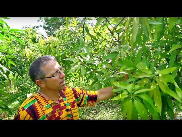 Top Working // Grafting Mangos w/ Dr. Richard Campbell