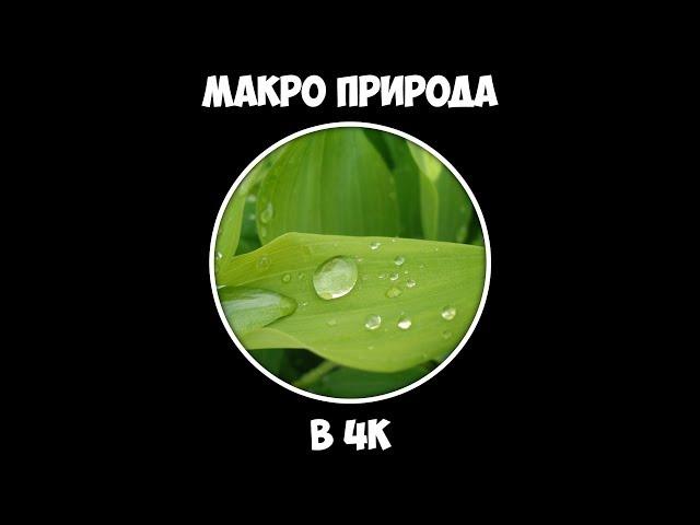 Макро природа в 4К