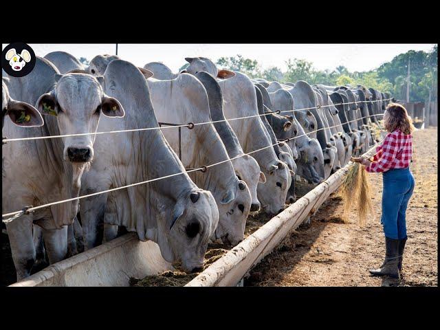 How Farmers Raise And Transport Millions Of Giant Cows - Farming Giant Cows