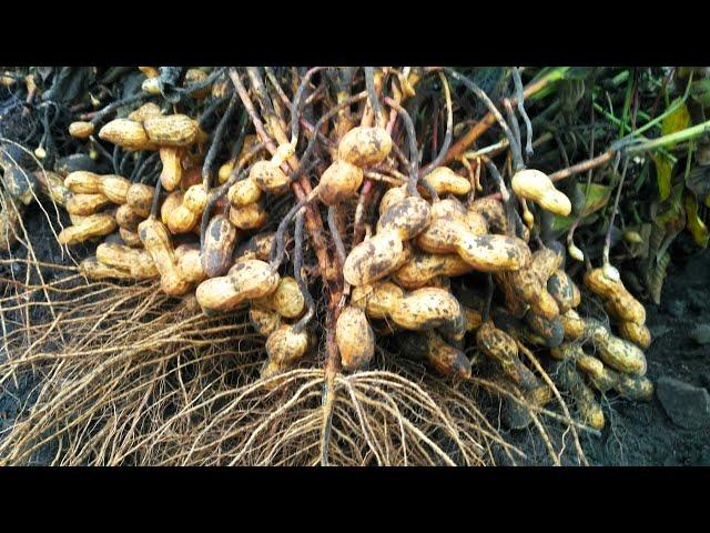 SECRETS OF GROWING PEANUTS. Why did I do this? How to grow peanuts.