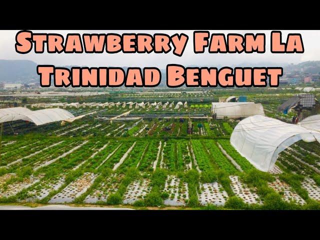 Strawberry Farm Tour||LA Trinidad Benguet||Travel Vlog||Angie Besano