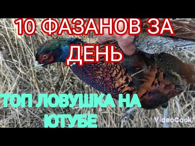 ЛУЧШАЯ НА ЮТУБЕ ЛОВУШКА НА ФАЗАНА. САМАЯ ТОПОВАЯ ЛОВУШКА НА ПТИЦУ