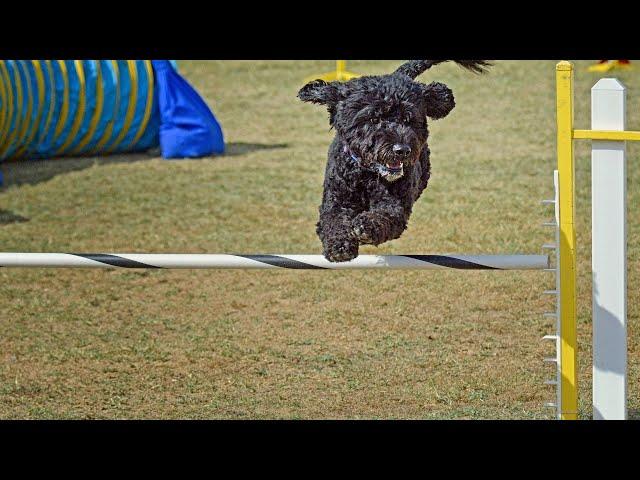 Training Your Portuguese Water Dog: Basic Commands