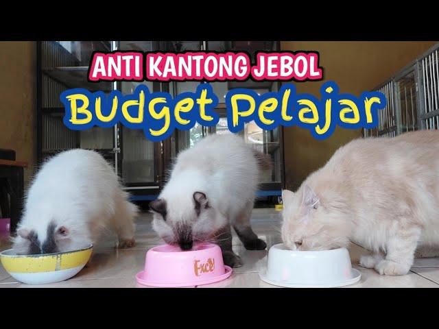 5 TIPS HEMAT MERAWAT KUCING PERSIA DIRUMAH