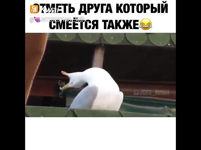Чайка ржёт