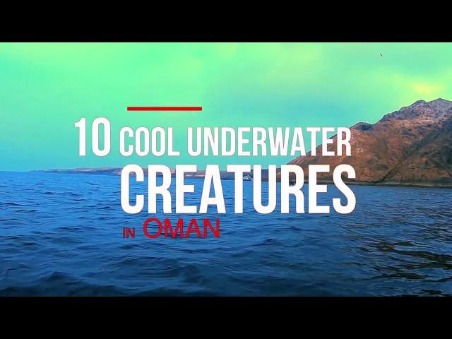 10 Cool Underwater Creatures in Oman | Oman Aggressor | Hallaniyat Islands