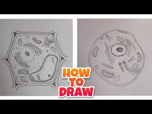 how to Draw Plant and Animal Cell Diagram, Drawing Plant cell/Animal cell Diagrams