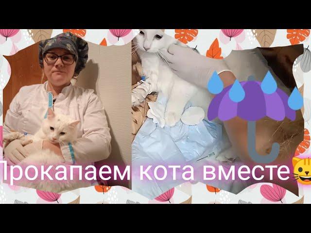 Внутривенная капельница кошке, на дому лайфхак