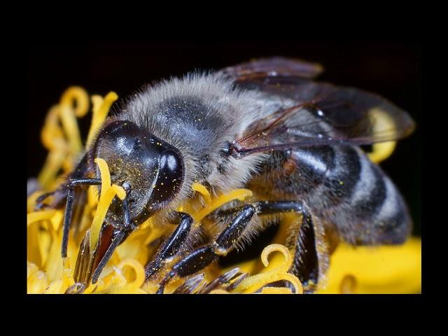 The Carpathian breed of bees or "Carpathian" is almost universal breed. for beekeeping