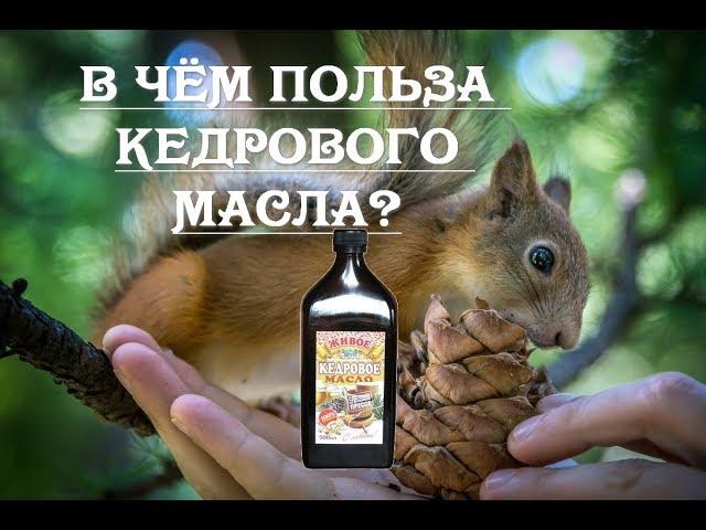 Польза кедрового масла | натуральные продукты для здорового питания