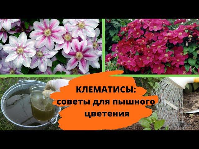 Летний уход за клематисами – советы для пышного цветения и хорошей зимовки