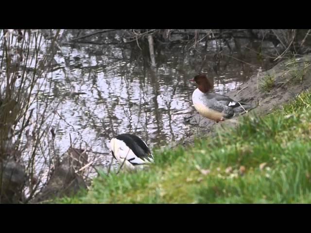 Common Mergansers