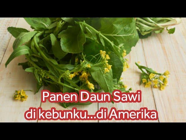 PETIK DAUN SAWI  | Vlog Sastri Kesey