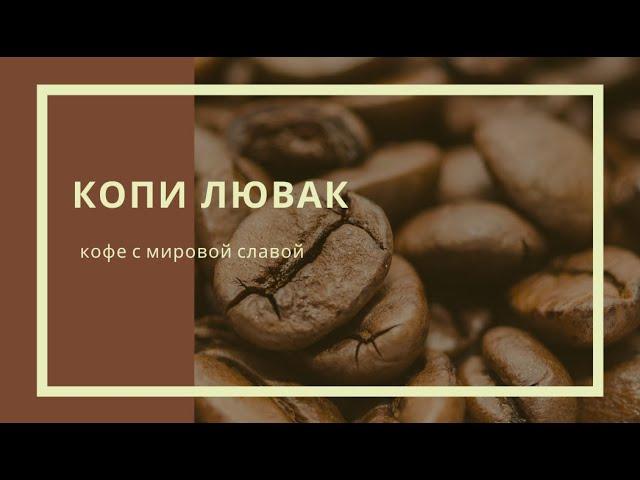 Копи Лювак: кофе с мировой славой