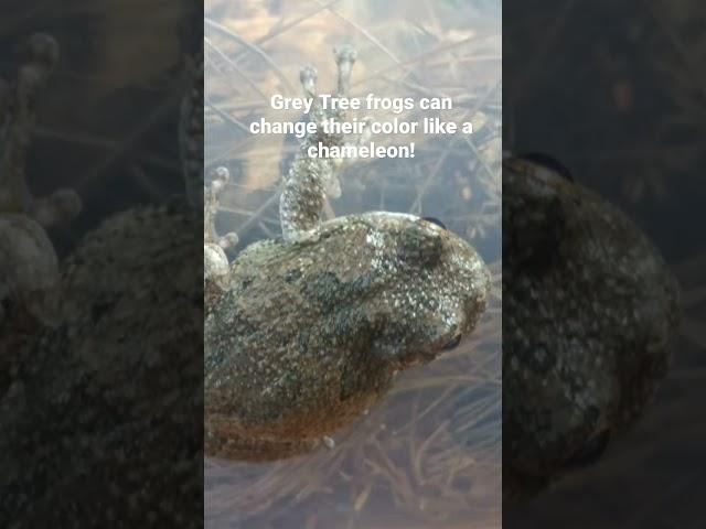 Learn 5 fascinating Grey Tree Frog facts in full video! #frog