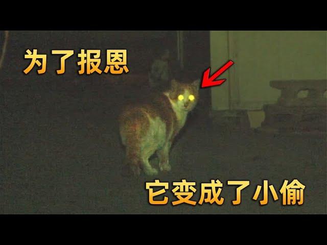 女主好心喂养了一只流浪猫，没想到它为了报恩，居然变成了小偷