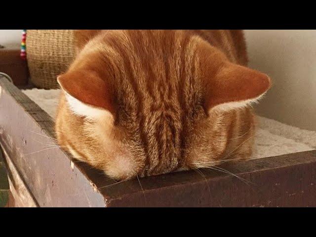  Funniest Cats and Dogs Videos  ||  Hilarious Animal Compilation №365