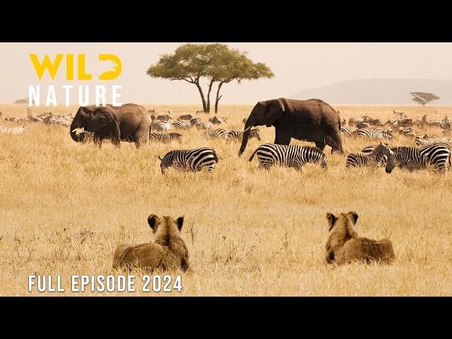 WILD TANZANIA | Survival Challenges in the Land of Predators | Animal documentary