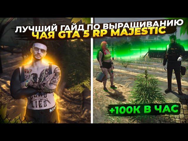 ЛУЧШИЙ ГАЙД ПО ВЫРАЩИВАНИЮ ЧАЯ GTA 5 RP! 100k + В ЧАС НА MAJESTIC!