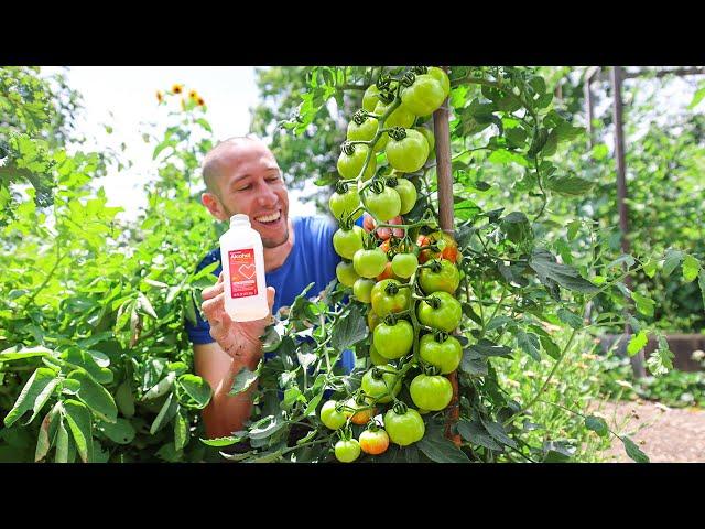 My Clever Ways to MANIPULATE Tomatoes to Produce Early, Often, and Nonstop