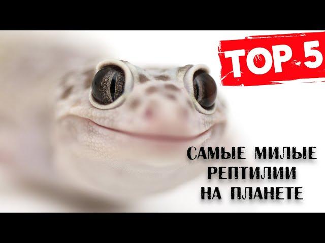 ТОП 5 САМЫХ МИЛЫХ РЕПТИЛИЙ