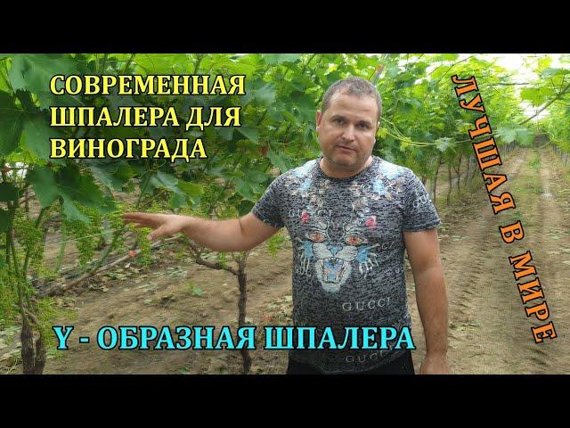 СОВРЕМЕННАЯ ШПАЛЕРА ВИНОГРАДА - Y ОБРАЗНАЯ / Виноград в Греции / Grapes in Greece