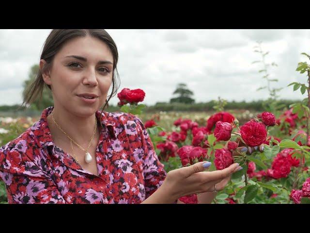 5 easy tips to grow roses and propagate from cuttings, with Harkness Roses | The RHS