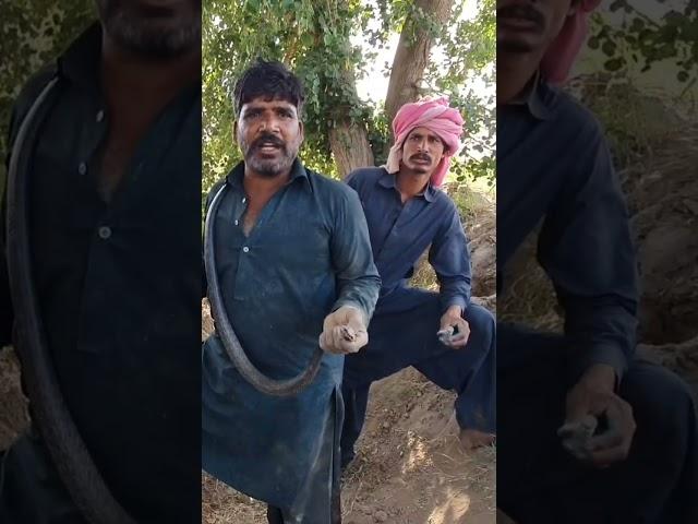 Jogi is Extracting Venom from Black Cobra Snake(part#3)