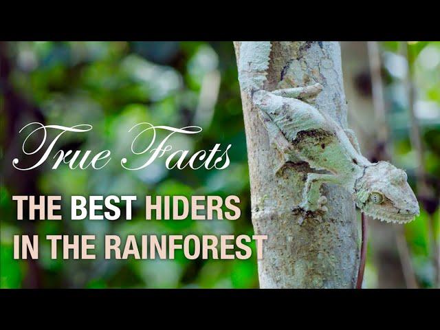 True Facts: Deception in the Rainforest