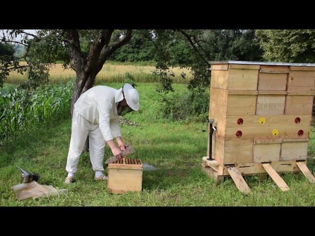 Ukrainian beehive Bjilnyk. Part I (UBB I)