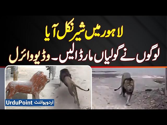 Lion In Lahore Streets | Lahore Mein Sher Nikal Aya - Logon Ne Goliyan Mar Dali - Video Viral