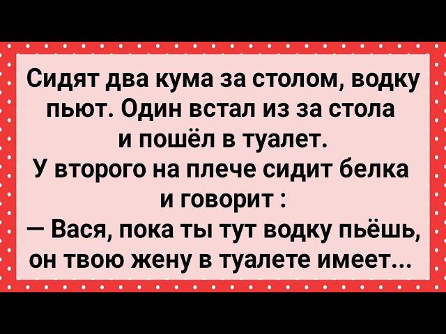 Два Кума За Столом и Белка! Сборник Свежих Анекдотов! Юмор!